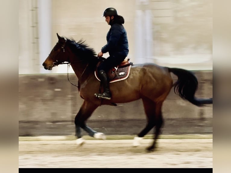 Selle Français Merrie 6 Jaar 165 cm Bruin in Echichens