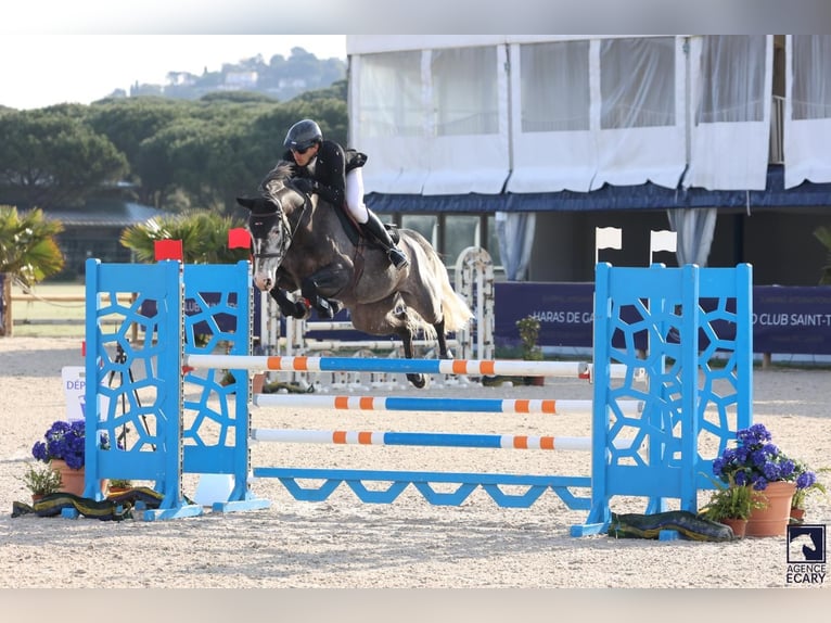 Selle Français Merrie 6 Jaar 165 cm Schimmel in chalon sur saone