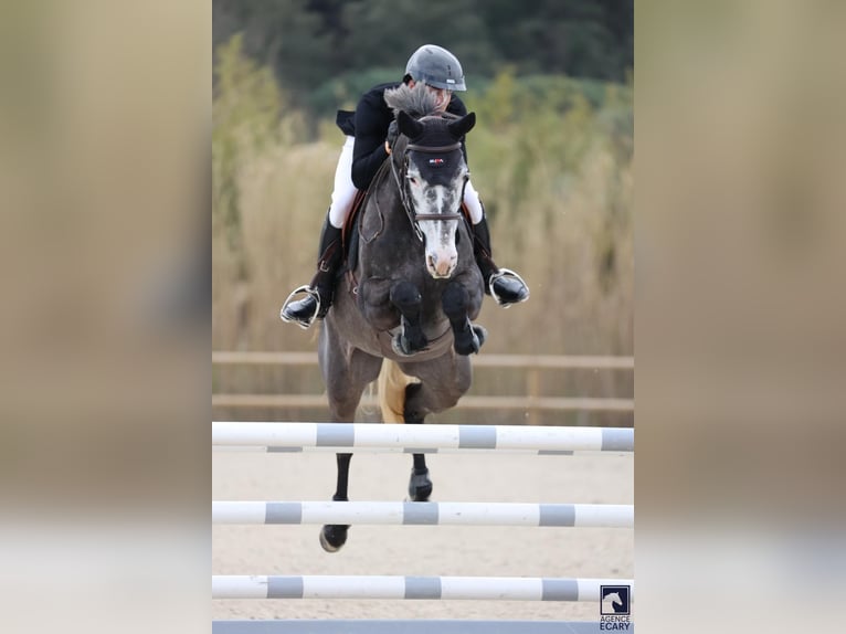 Selle Français Merrie 6 Jaar 165 cm Schimmel in chalon sur saone