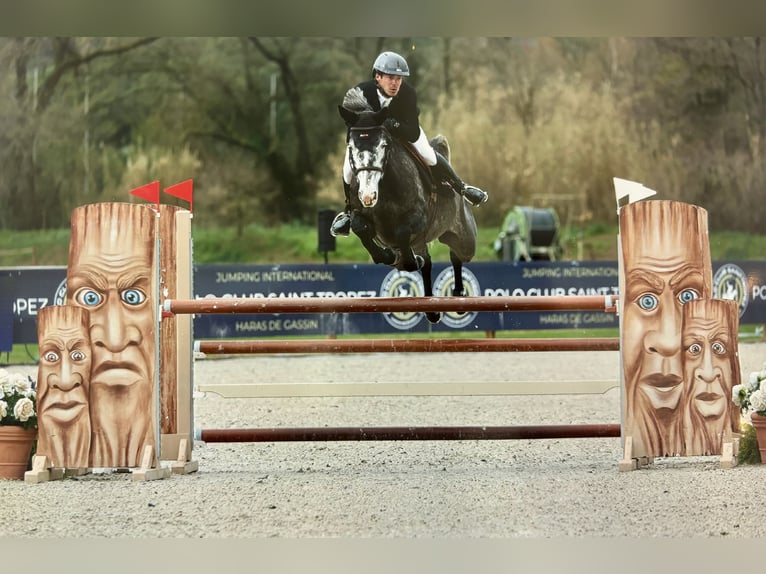 Selle Français Merrie 6 Jaar 165 cm Schimmel in chalon sur saone