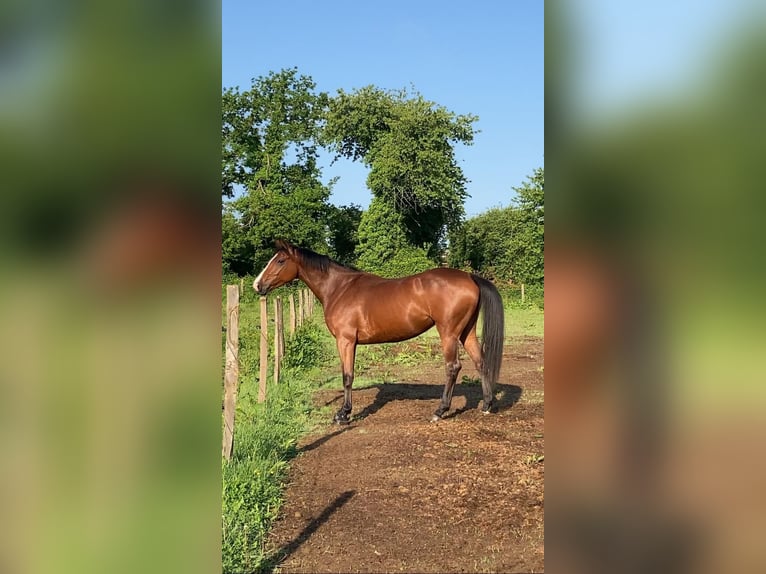 Selle Français Merrie 6 Jaar 167 cm Roodbruin in Plancoët