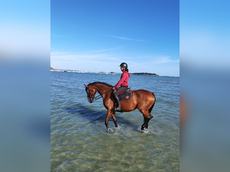 Selle Français Merrie 6 Jaar 167 cm Roodbruin in Plancoët