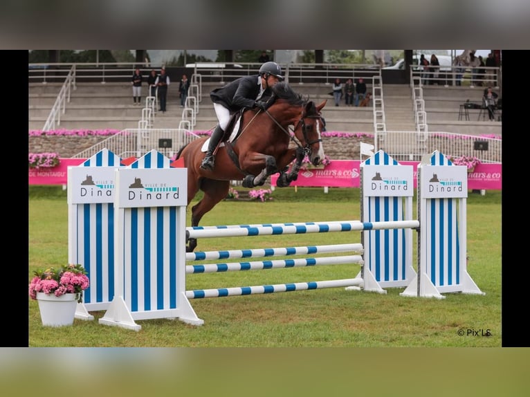 Selle Français Merrie 6 Jaar 167 cm Roodbruin in Plancoët