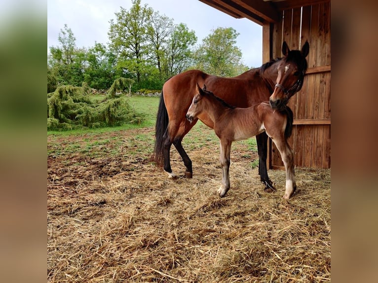Selle Français Merrie 6 Jaar 169 cm Donkerbruin in Bozouls