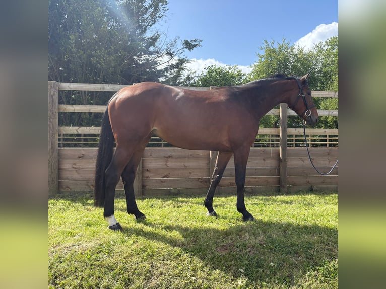 Selle Français Merrie 6 Jaar 170 cm Roodbruin in Valognes