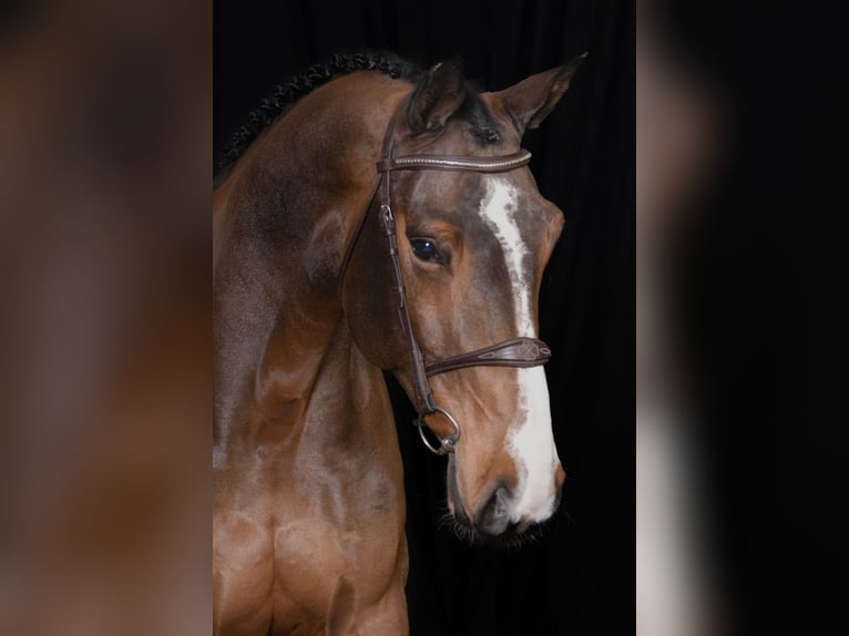 Selle Français Merrie 6 Jaar Bruin in Bladel