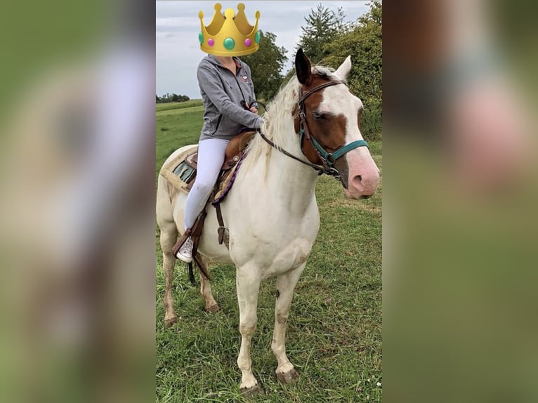 Selle Français Mix Merrie 7 Jaar 160 cm Wit in Dettwiller