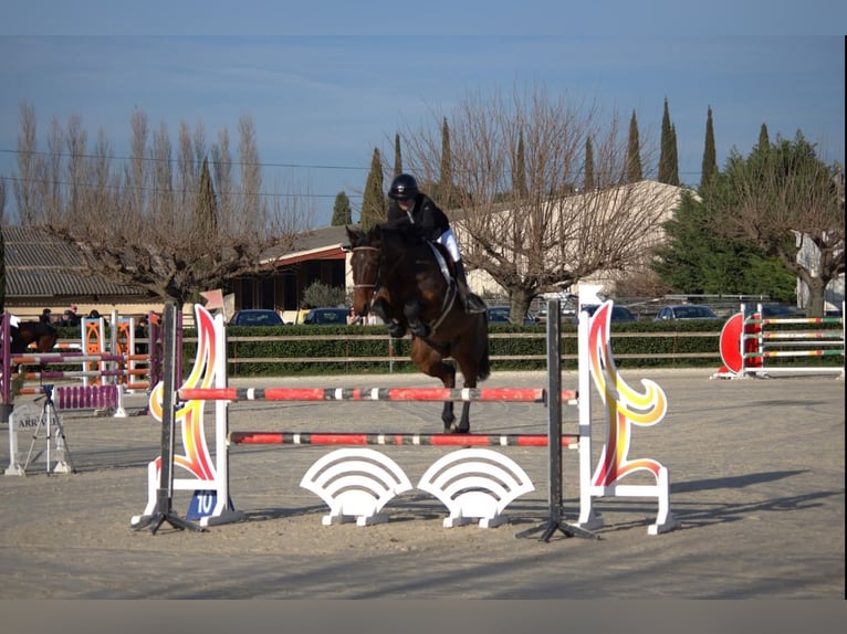Selle Français Merrie 7 Jaar 161 cm Roodbruin in L'Isle-Adam