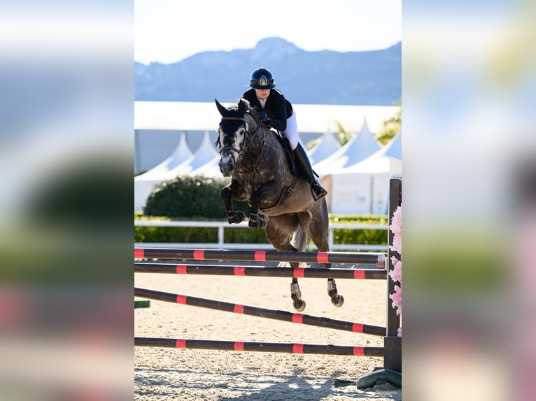 Selle Français Merrie 7 Jaar 164 cm Schimmel in Aulnoye-Aymeriesies