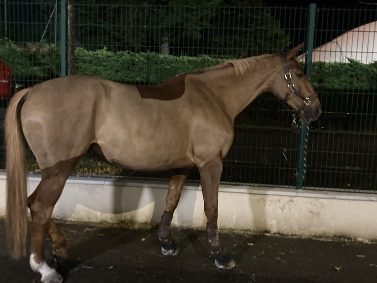 Selle Français Merrie 7 Jaar 165 cm Donkere-vos in La Baule-Escoublac