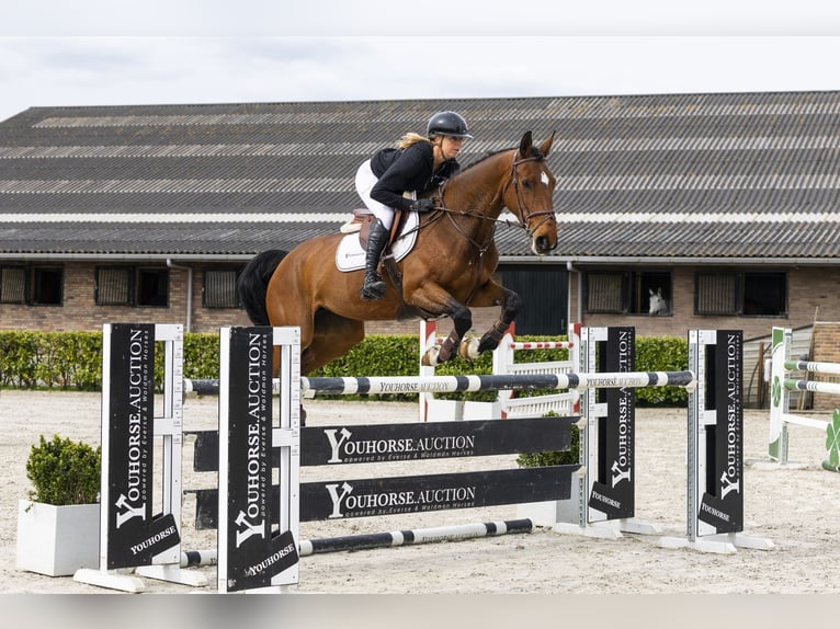 Selle Français Merrie 7 Jaar 165 cm  in Waddinxveen