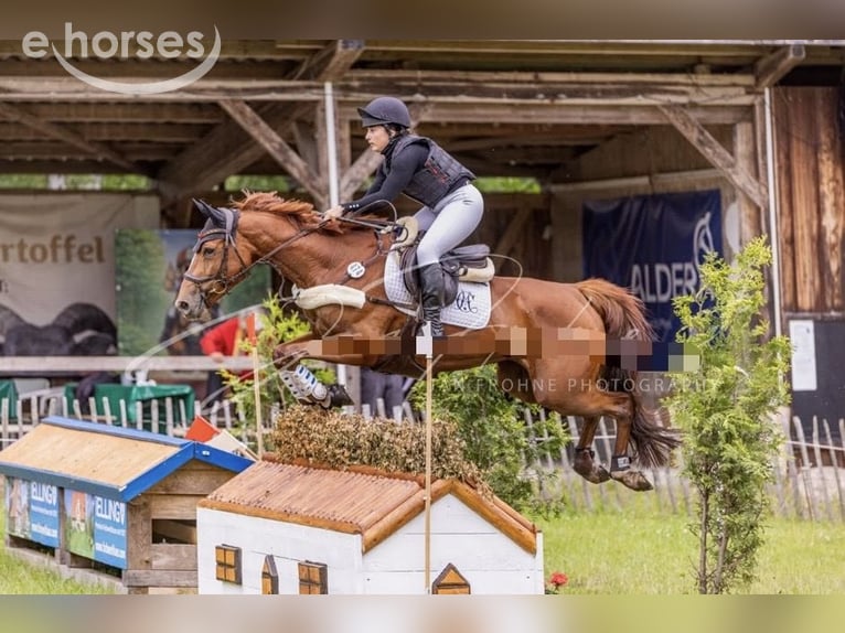 Selle Français Merrie 7 Jaar 165 cm Vos in Oststeinbek