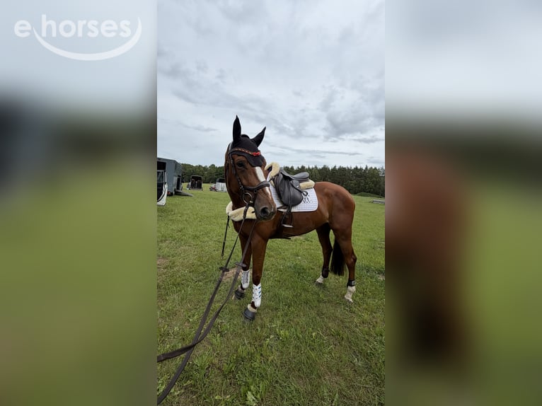 Selle Français Merrie 7 Jaar 165 cm Vos in Oststeinbek