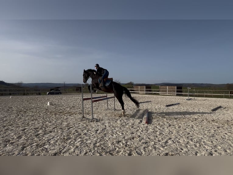 Selle Français Merrie 7 Jaar 175 cm Donkerbruin in Valady