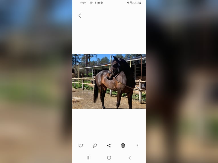 Selle Français Merrie 7 Jaar 177 cm Zwartbruin in Toulouse