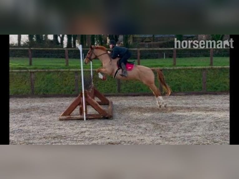 Selle Français Mix Merrie 7 Jaar Donkere-vos in Cork