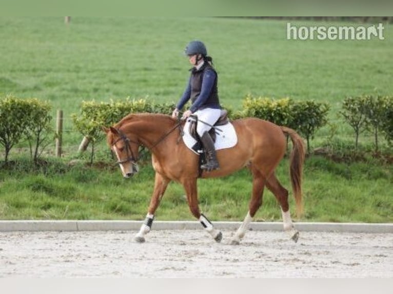 Selle Français Mix Merrie 7 Jaar Donkere-vos in Cork