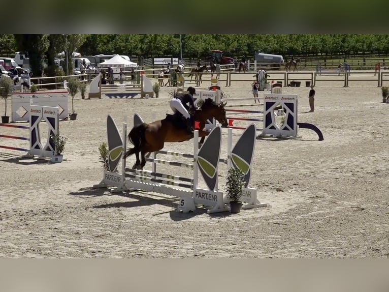 Selle Français Mix Merrie 8 Jaar 165 cm Bruin in Arthémonay