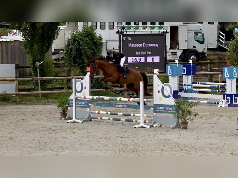 Selle Français Mix Merrie 8 Jaar 165 cm Bruin in Arthémonay