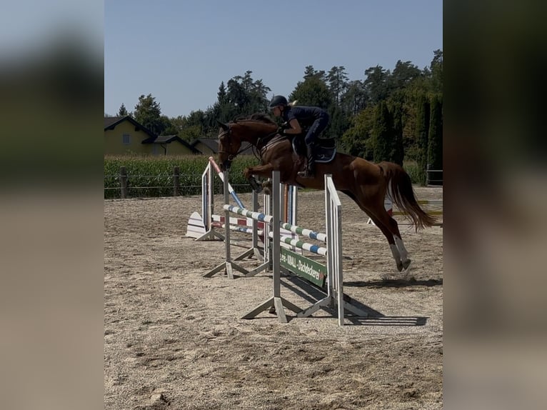 Selle Français Merrie 8 Jaar 165 cm Donkere-vos in Völkermarkt