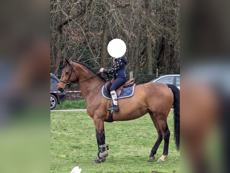 Selle Français Merrie 8 Jaar 166 cm Bruin in FREJUS