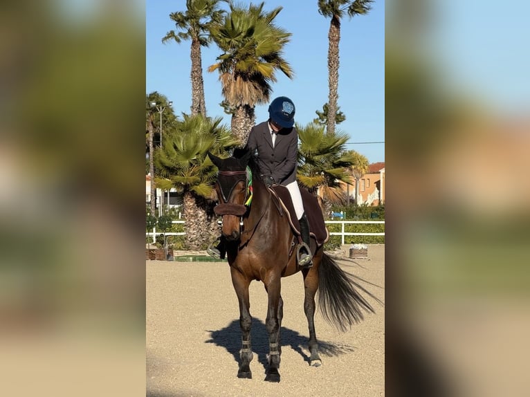 Selle Français Merrie 8 Jaar 167 cm Donkerbruin in Combaillaux