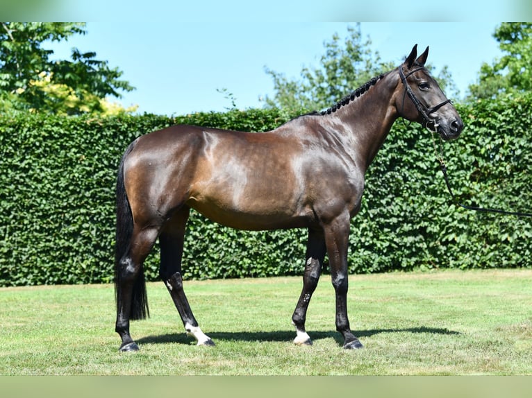 Selle Français Merrie 8 Jaar 167 cm Zwartbruin in Saint-Pierre-de-Coutances