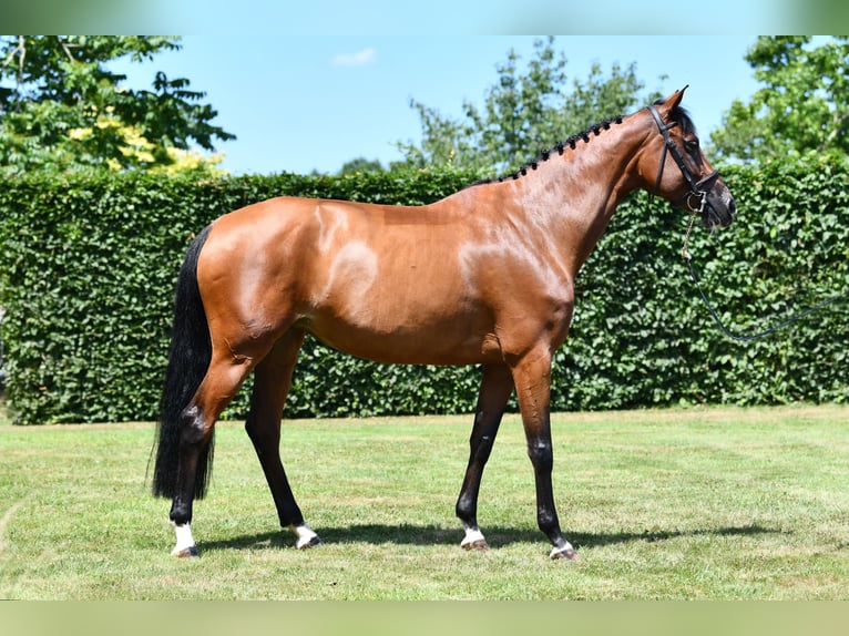 Selle Français Merrie 8 Jaar 168 cm Bruin in Saint-Pierre-de-Coutances