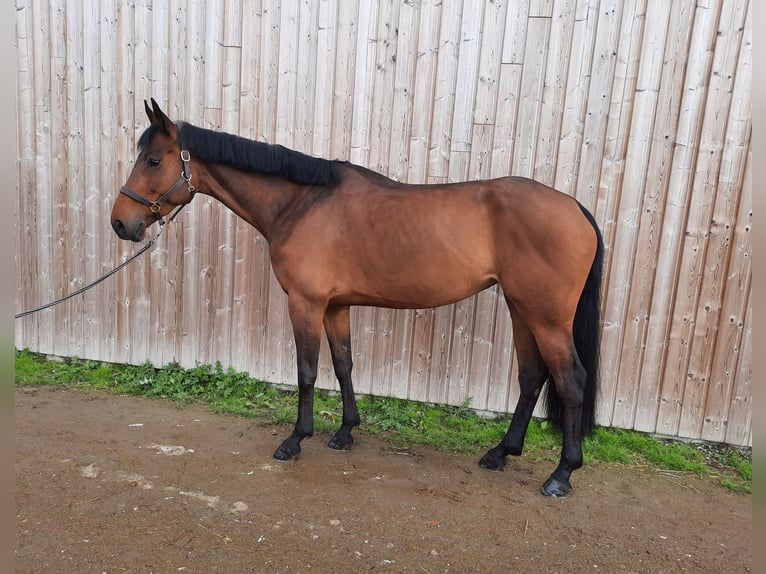 Selle Français Merrie 8 Jaar 168 cm Bruin in Versailles