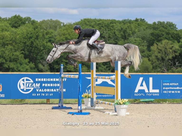 Selle Français Merrie 8 Jaar 170 cm Schimmel in Metz