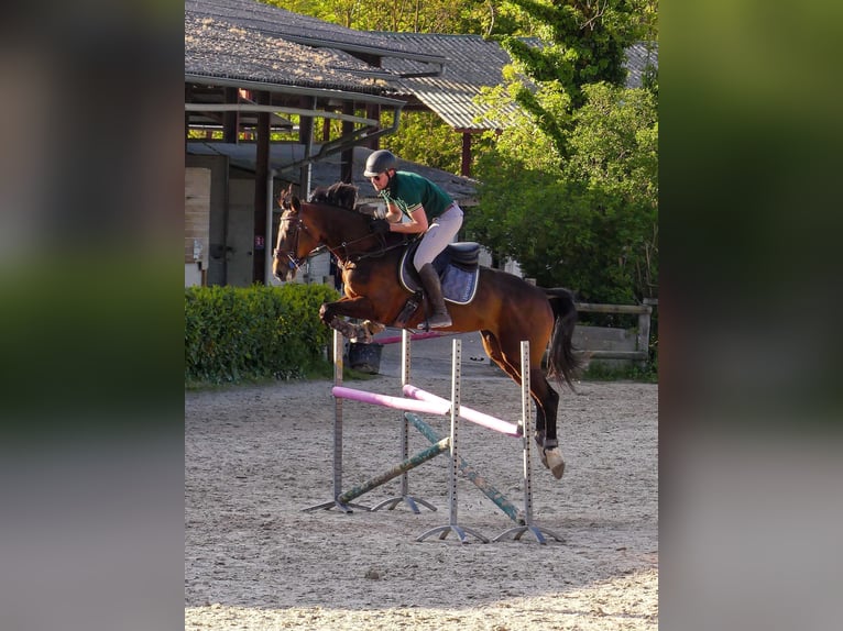 Selle Français Merrie 8 Jaar 172 cm Bruin in Fontaines-sur-Sa&#xF4;ne