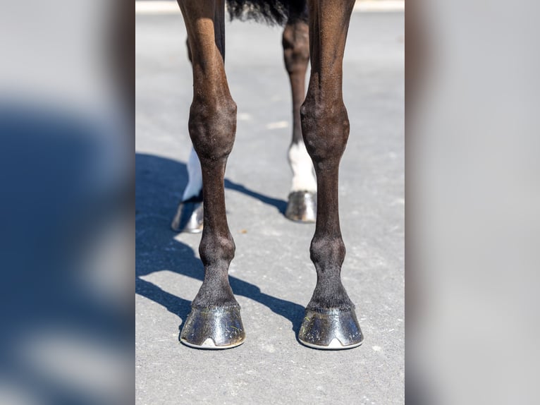 Selle Français Merrie 8 Jaar 172 cm Zwartbruin in Saint-Pierre-de-Coutances