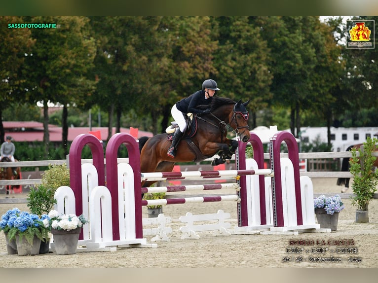 Selle Français Merrie 8 Jaar Bruin in Aeugst am Albis