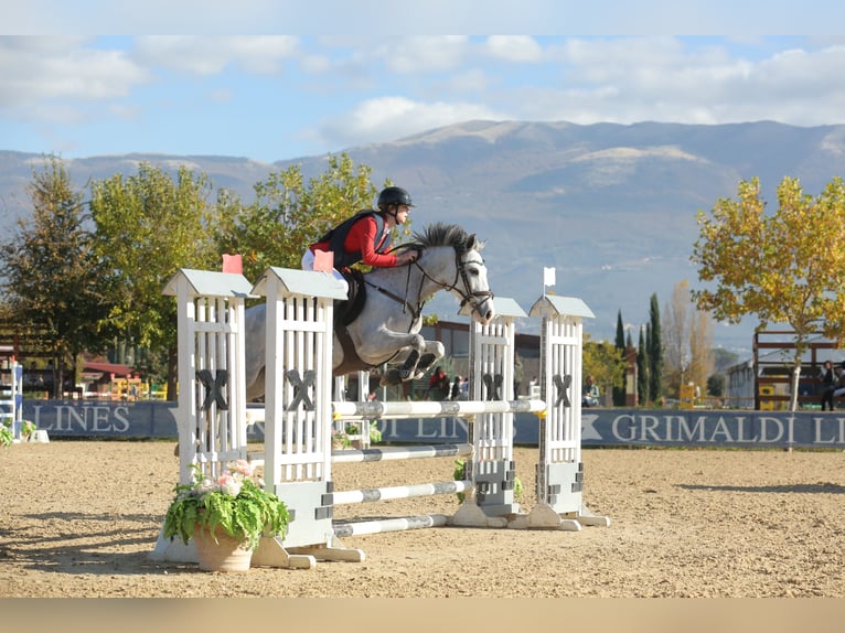 Selle Français Merrie 9 Jaar 147 cm Schimmel in Rome