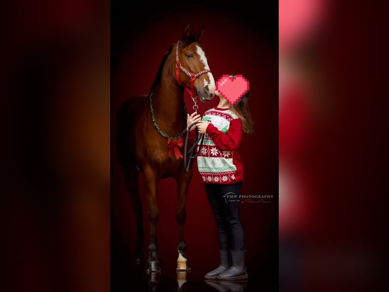 Selle Français Mix Merrie 9 Jaar 148 cm Donkerbruin in Den Haag