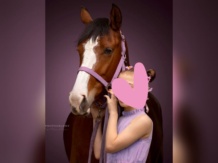 Selle Français Mix Merrie 9 Jaar 148 cm Donkerbruin in Den Haag