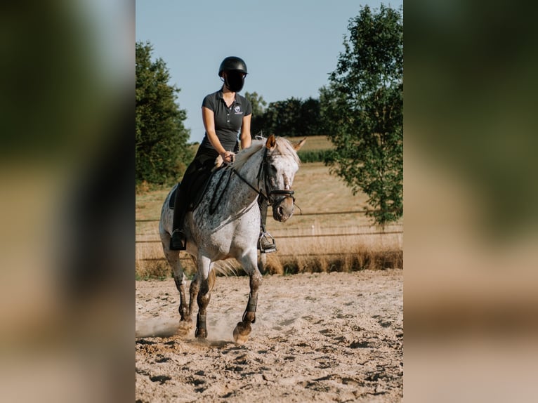 Selle Français Merrie 9 Jaar 155 cm Appaloosa in Leingarten