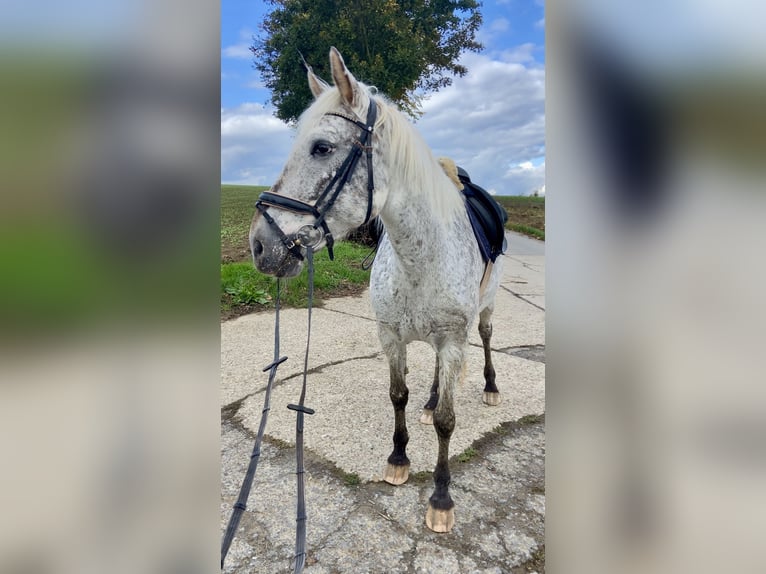 Selle Français Merrie 9 Jaar 155 cm Appaloosa in Leingarten