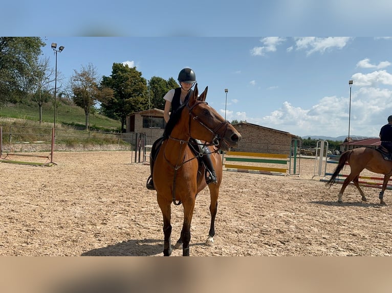 Selle Français Merrie 9 Jaar 165 cm Bruin in Malla