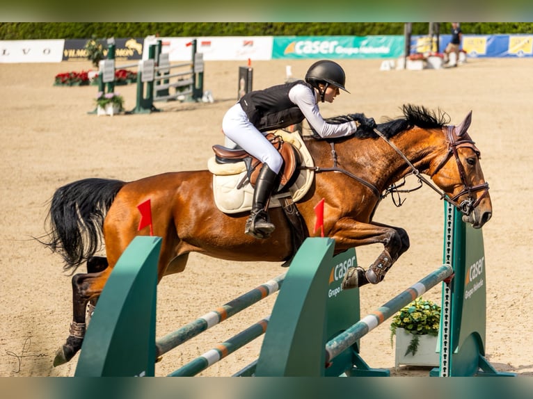 Selle Français Merrie 9 Jaar 165 cm Bruin in Malla