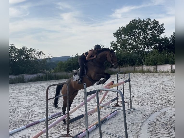 Selle Français Merrie 9 Jaar 168 cm Bruin in Sérifontaine