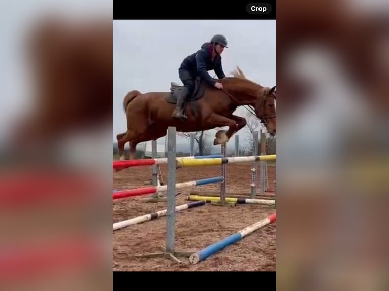 Selle Français Merrie 9 Jaar 170 cm Donkere-vos in Cavan