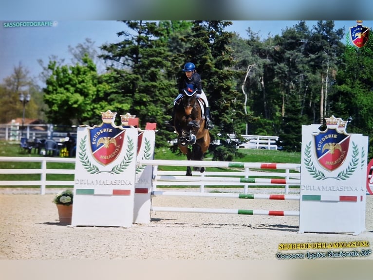 Selle Français Merrie 9 Jaar Bruin in Alessandria