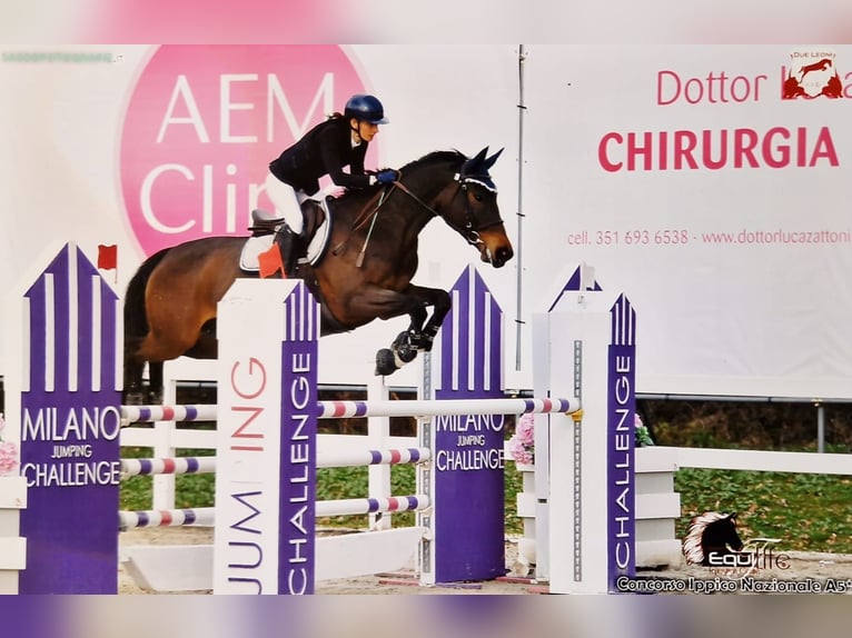 Selle Français Merrie 9 Jaar Bruin in Alessandria