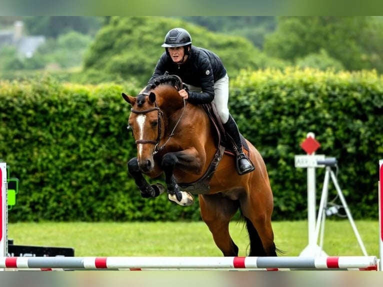 Selle Français Merrie Veulen (04/2026) 165 cm Bruin in LA VERPILLIERE