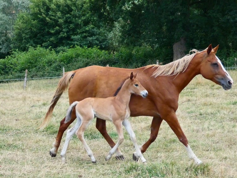 Selle Français Merrie  168 cm Bruin in Saint Sulpice