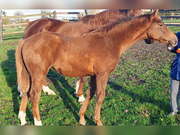 Selle Français Merrie Veulen (06/2025) 168 cm Vos in Calvados