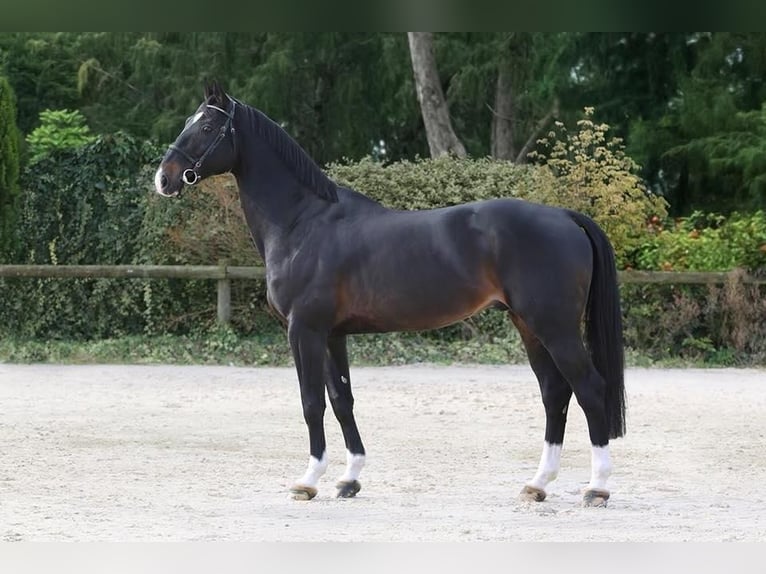Selle Français Merrie Veulen (01/2026) 170 cm Bruin in Le pin