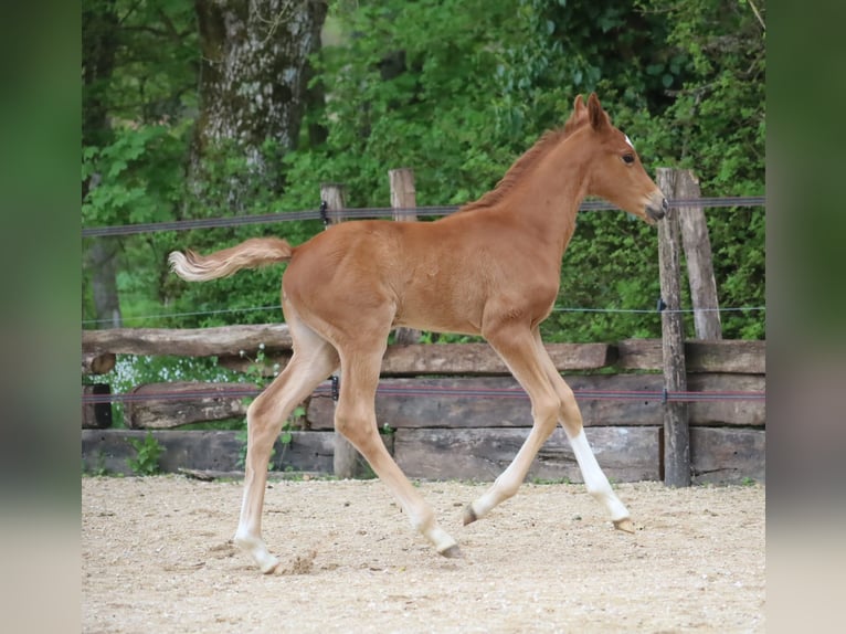 Selle Français Merrie  170 cm Donkere-vos in Velars-sur-Ouche
