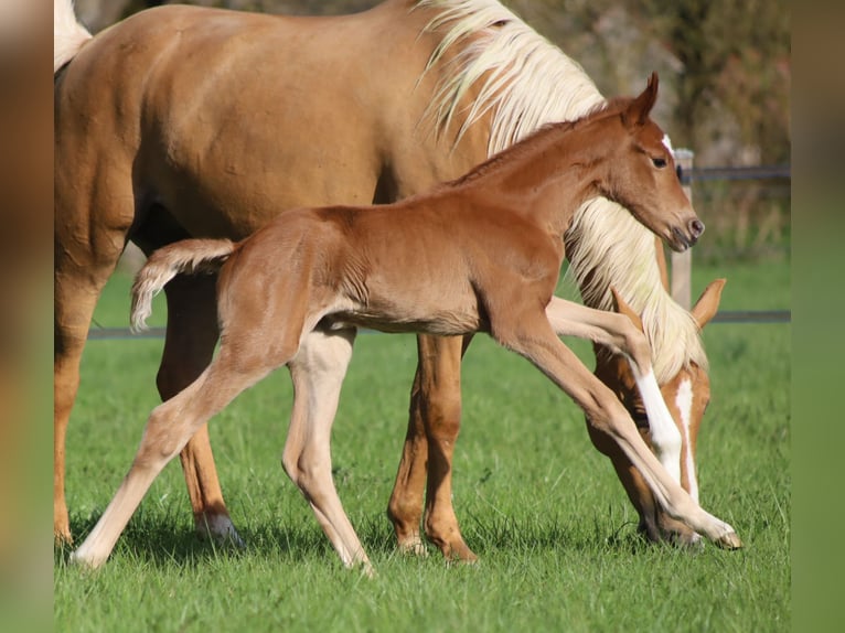 Selle Français Merrie  170 cm Donkere-vos in Velars-sur-Ouche